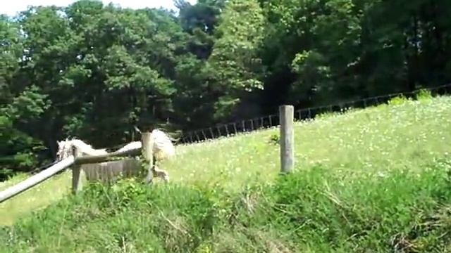 Paso Fino Horses Running