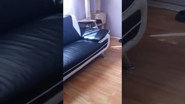 атака бенгала & мини чихуахуа (attack bengal & mini chihuahua) bengal katze смотреть онлайн