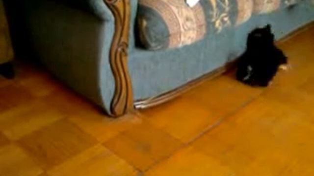 Вот как скучают собаки! смотреть онлайн