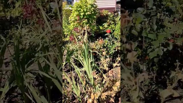 Цветы замерзли, жаль! #дача #природа #осень #цветы# смотреть онлайн