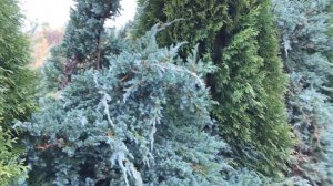 Живая изгородь туя западная Смарагд плюс можжевельник горизонтальный