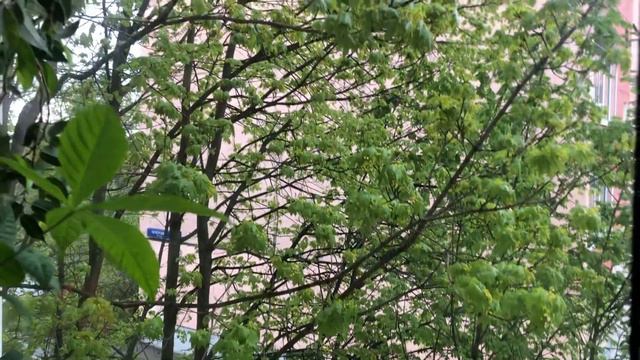 В Москве похолодало#Без Мистики не обошлось#Динамика по Дубкам# смотреть онлайн