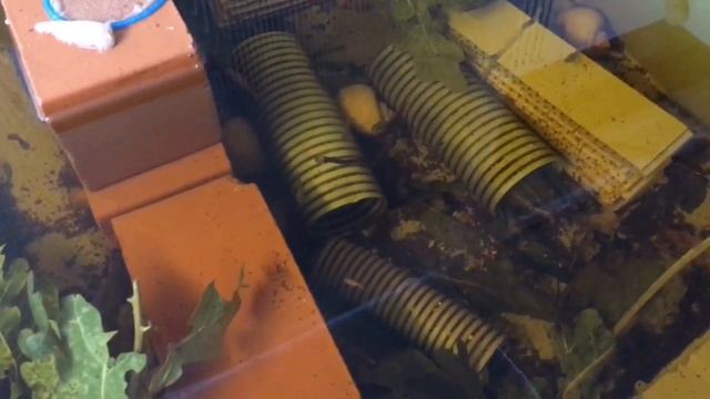 Очередная отправка 1000шт малька австралийского рака