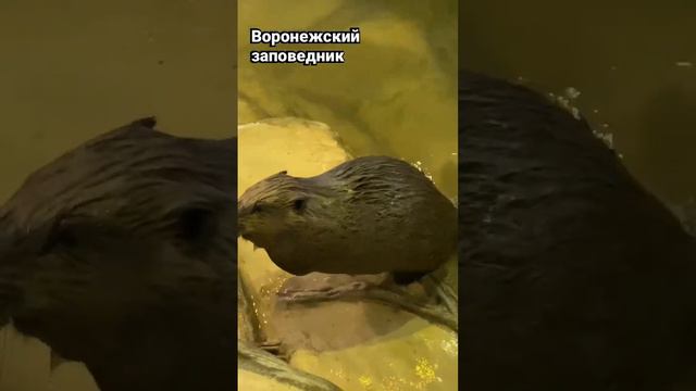 Воронежский заповедник. Хатка бобра. Живые бобры тут смотреть онлайн