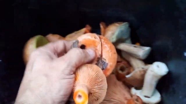 Грибы Калининграда манят в лес смотреть онлайн