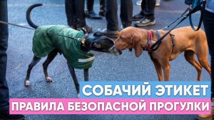СОБАЧИЙ ЭТИКЕТ: как хозяину вести себя на прогулке с мокроносым🦮 Можно ли гулять БЕЗ ПОВОДКА?