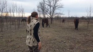 Ласки плетут гривы лошадям?