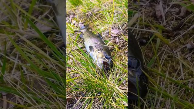 Кумжа на бомбарду смотреть онлайн