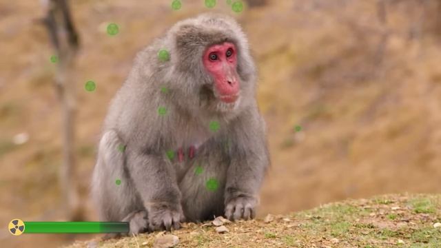 Les Animaux De La Forêt Que Vous Regretterez D'avoir Tués смотреть онлайн