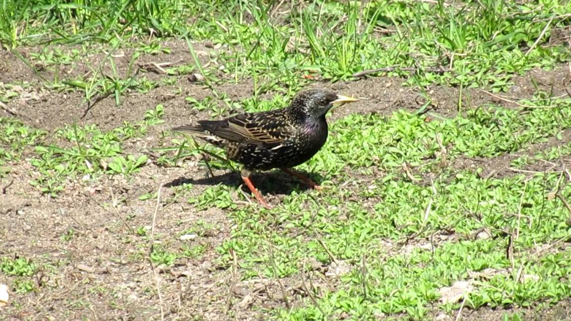 Скворец забавно крутится смотреть онлайн