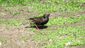 Скворец забавно крутится