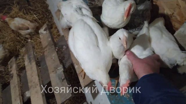 Как и из чего сделать подстилку в курятнике. #цыплята #несушки #леггорн смотреть онлайн