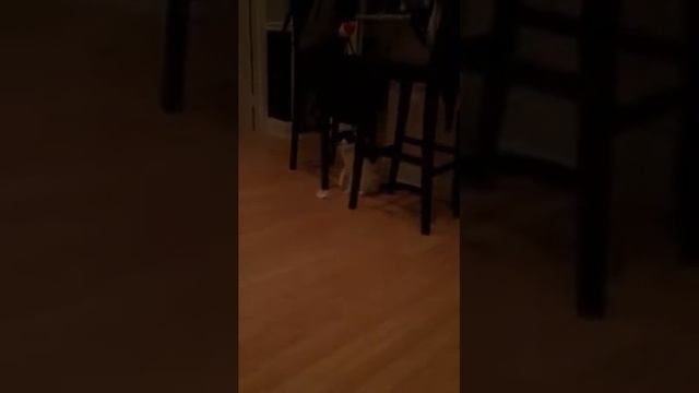 Fetch..again смотреть онлайн