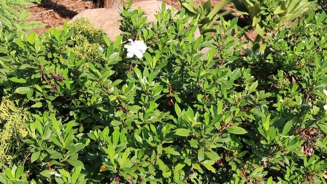 Gardenia (Gardenia Jasminoides) - Plant Identification