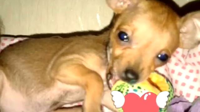 Русский той - терьер Белла смотреть онлайн