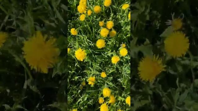 ОДУВАНЧИКИ-ОДУВАНЧИКИ, любят ДЕВОЧКИ, любят МАЛЬЧИКИ ? смотреть онлайн