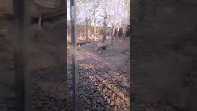 бедные тигры.mp4 смотреть онлайн