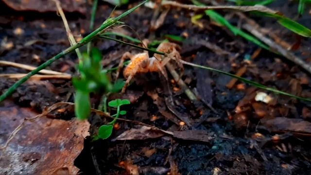 Паук Araneus diadematus - крестовик обыкновенный ищет укромное место, пробираясь в лесной подстилке смотреть онлайн