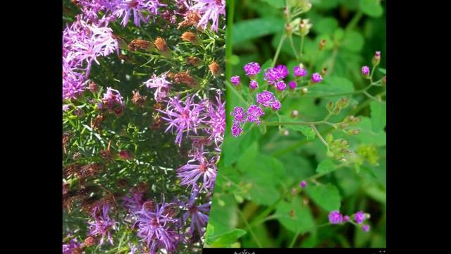 ВЕРНОНИЯ  (VERNONIA)  сем. Сложноцветные