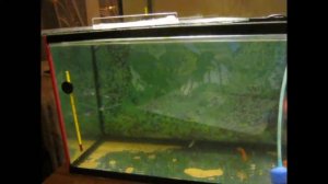 Антипар и его секреты