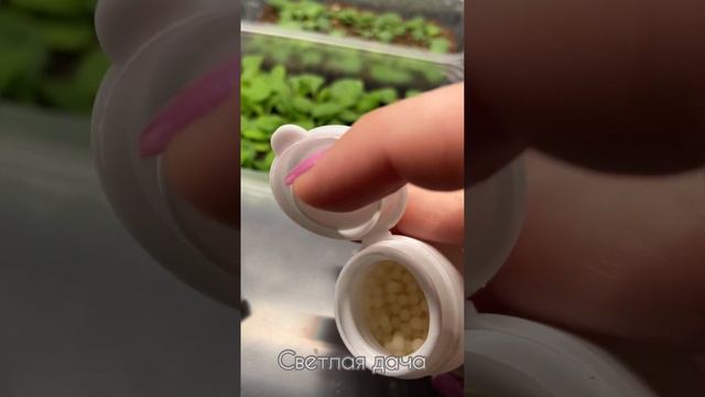 Биококтейль для опрыскивания и полива петунии. смотреть онлайн