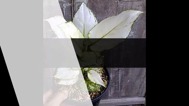 Аглаонема / Галерея Цветов / Flower Gallery смотреть онлайн