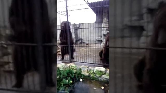 Медведи Миша и Маша, зоопарк Пылышенко смотреть онлайн