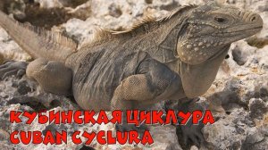 Животные Кубы / Animals of Cuba