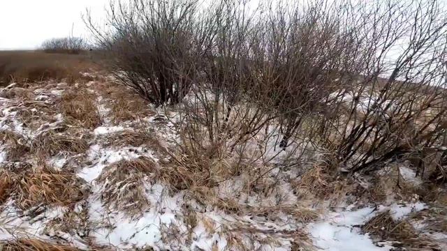 Охота на зайца Тропа 22 Резиновые перчатки смотреть онлайн