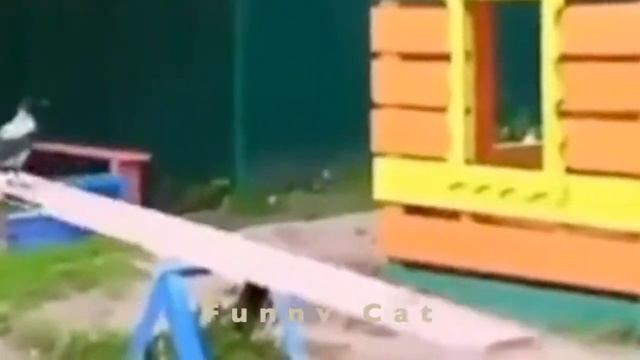 Смешные КОТЫ, СОБАКИ, ЕНОТЫ, ПОПУГАИ #10 / Ржачные животные 2020 смотреть онлайн