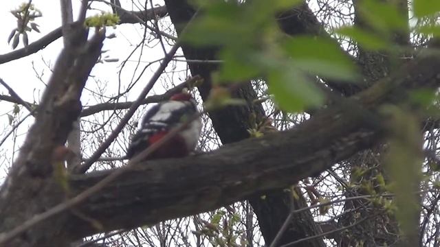 Дятел стучит по дереву смотреть онлайн