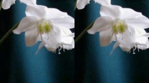 С ДНЁМ РОЖДЕНИЯ тебя! ? Туган конен белэн сине! ? Красивая татарская песня!)