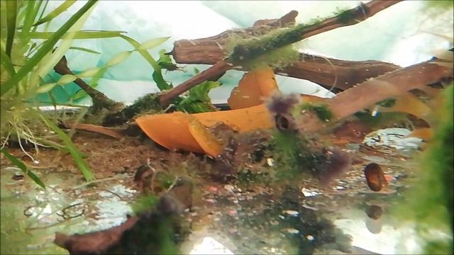 АПИСТОГРАММА РАМИРЕЗИ ВЫГУЛ МАЛЬКА!!! смотреть онлайн