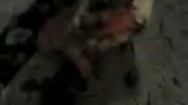 собака черепаха смотреть онлайн