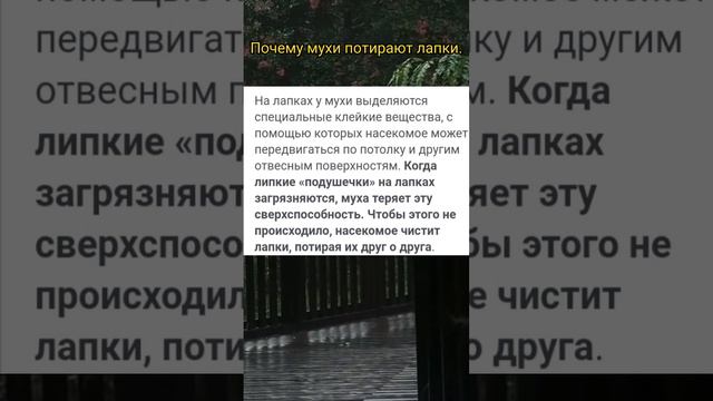Почему мухи потирают лапки? смотреть онлайн