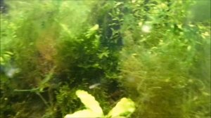 Борьба с сине-зелёными водорослями в аквариуме. Негатив о Dennerle