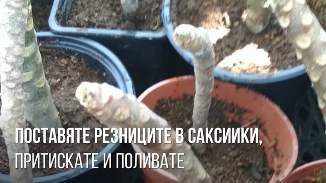 Plumeria! Как да размножим красавицата от Хавай! Плумерия Франджипани! смотреть онлайн