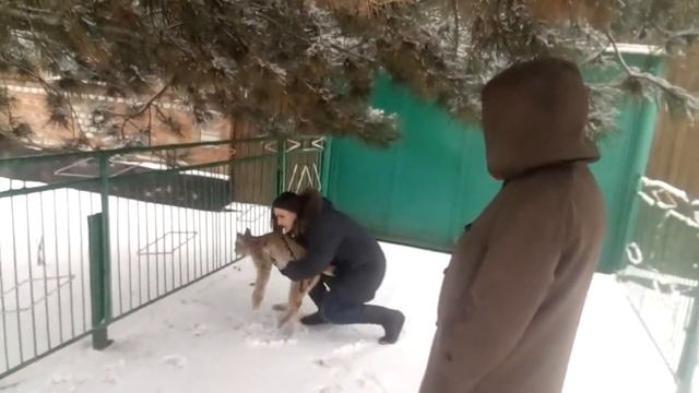 Выгуливаем Клео. Версия домашней кошки)) смотреть онлайн