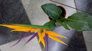 Стрелиция: уход в домашних условиях | Все о комнатных растениях на Faterra