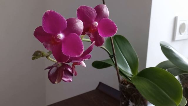 Орхидеи?ВОДОХЛЁБЫ?в моей коллекции.Sogo Relex 1661 и Anaconda. смотреть онлайн