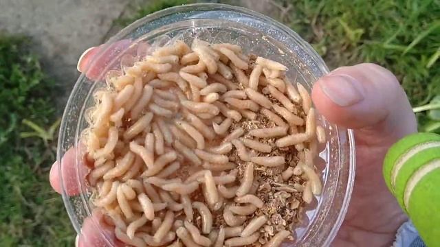 шевелятся опарыши: личинки мух смотреть онлайн