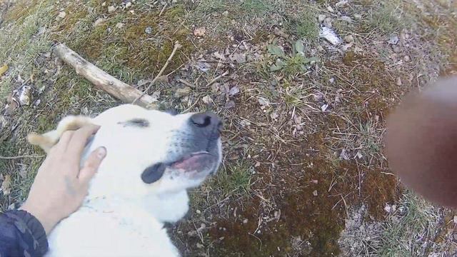 Собака Алабай, Лабрадор злые собаки смотреть онлайн