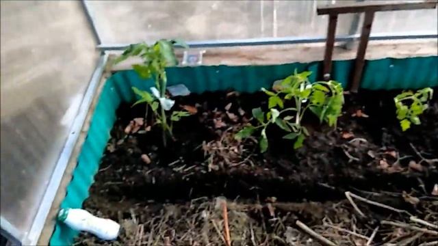 17.04.2022 г. Посадила 5 томатов в теплицу на ранний урожай! смотреть онлайн