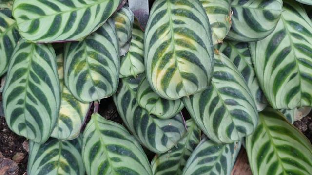 Maranta Cristata - Grow & Care (Prayer Plant)