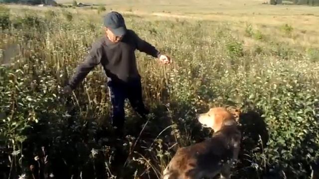 SAM 1819 Травоядные собаки смотреть онлайн