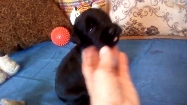 п-к Роман-Кош. Салатовый мальчик. помет Х. 25 дн. м. Цирцея - о. АР Зигзаг Удачи. 25.02.23 смотреть онлайн
