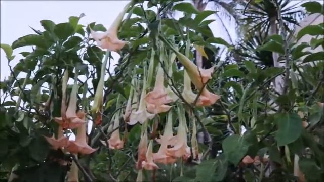 bunga kecubung (Datura suaveolens) смотреть онлайн