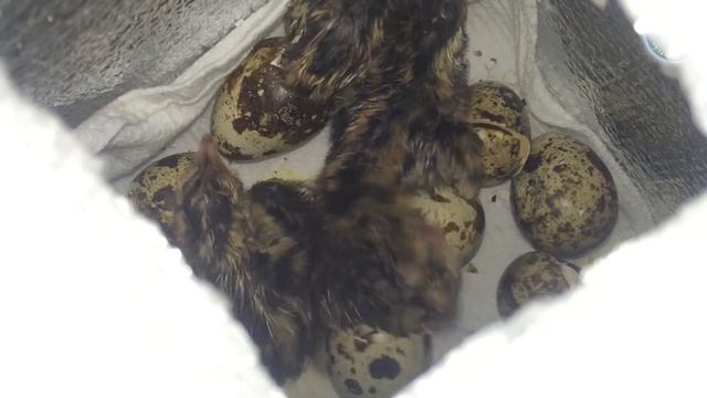 Вылупление птенцов из яиц. Инкубация перепелиных яиц смотреть онлайн