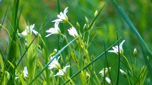 Звуки живой природы: цветущая весна, лесное песнопение птиц. Видео для отдыха.