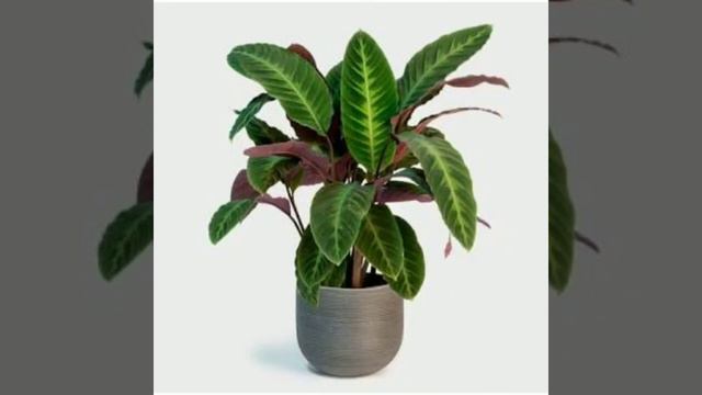 Best Calathea Plant Varieties||indoor  Plant ||